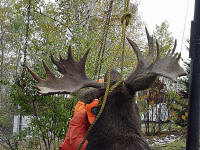 Moose Hunting in Ontario - Spruce Shilling Camp