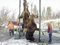 Moose Hunting at Spruce Shilling Camp