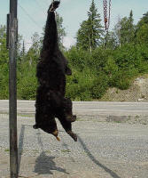 Bear Hunting at Spruce Shilling Camp