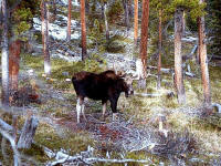 Moose Hunting in Ontario - Spruce Shilling Camp