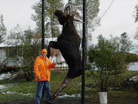 Moose Hunting in Ontario - Spruce Shilling Camp