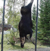Moose Hunting in Ontario - Spruce Shilling Camp
