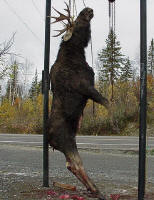 Moose Hunting in Ontario - Spruce Shilling Camp